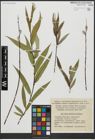 Foto von Salix acutifolia Willd.